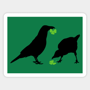 Saint Patrick's Day Kelly Green Shamrock Crows for Bird Lovers Magnet